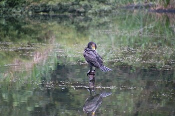 カワウ 井の頭公園 2021年9月12日(日)