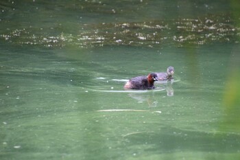 Little Grebe Inokashira Park Sun, 9/12/2021