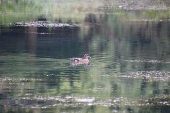 オカヨシガモ 井の頭公園 2021年9月12日(日)