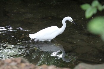 Little Egret Inokashira Park Sun, 9/12/2021