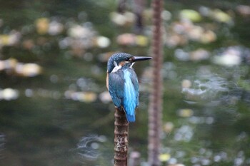 Common Kingfisher Inokashira Park Sun, 9/12/2021