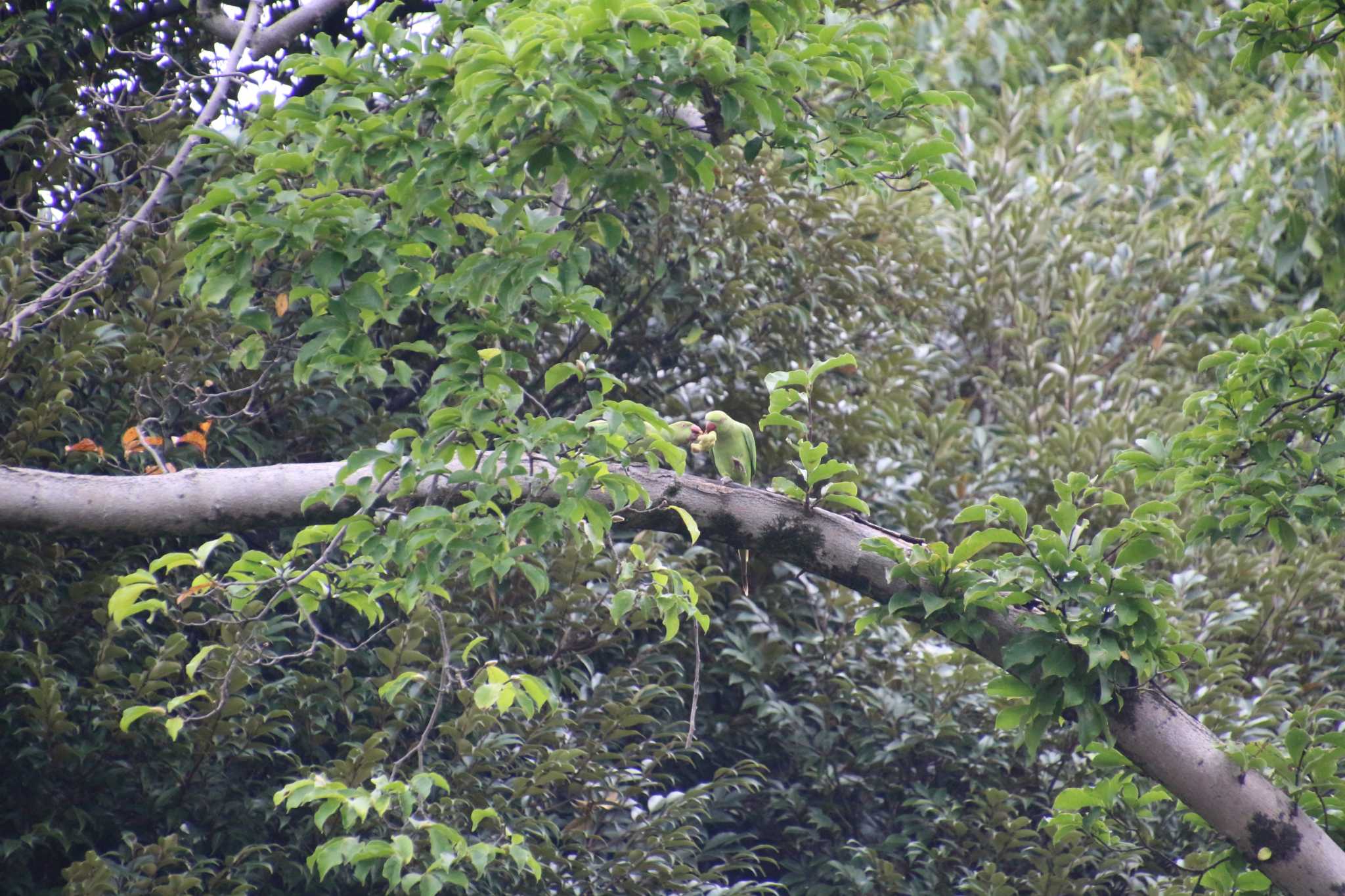 Photo of Indian Rose-necked Parakeet at Inokashira Park by るなりん
