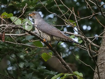 ツツドリ 埼玉県さくら草公園 2021年9月11日(土)