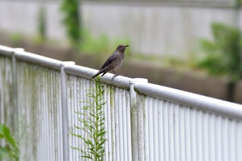 2021年9月12日(日) 長浜公園の野鳥観察記録