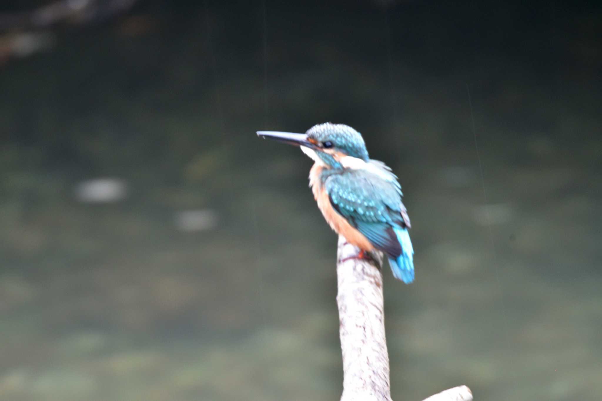 長浜公園 カワセミの写真 by やなさん