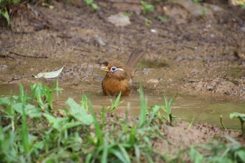 ガビチョウ 万福寺さとやま公園 2021年5月22日(土)