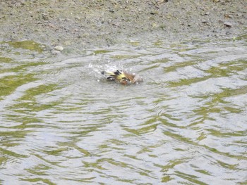 カワラヒワ 千葉県　館山市 2017年3月25日(土)