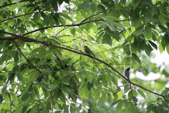 Japanese Tit 万福寺さとやま公園 Sat, 5/22/2021