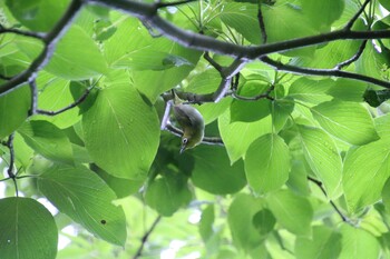 Warbling White-eye 万福寺さとやま公園 Sat, 5/22/2021