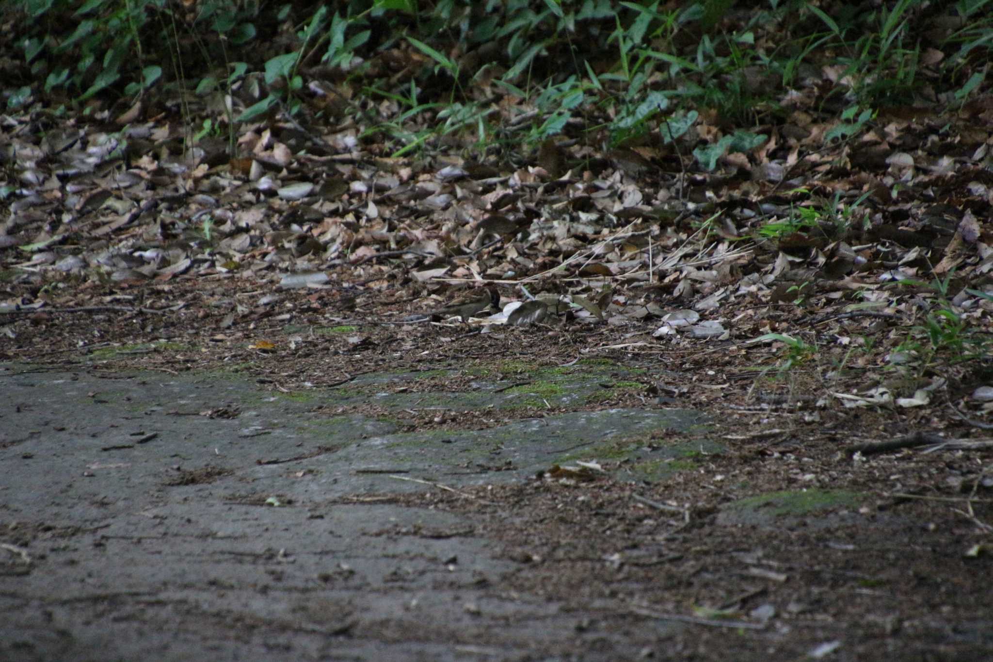 Photo of Eurasian Tree Sparrow at 万福寺さとやま公園 by るなりん