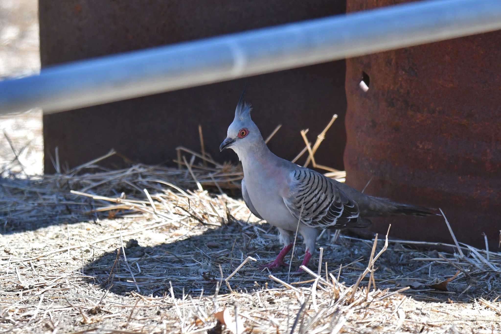 Photo of Crested Pigeon at ケアンズ by あひる