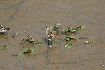 Long-toed Stint いしかり調整池(石狩調整池) Thu, 8/26/2021