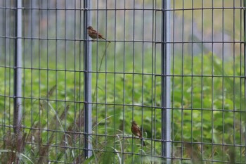 Sun, 9/12/2021 Birding report at 十里木高原