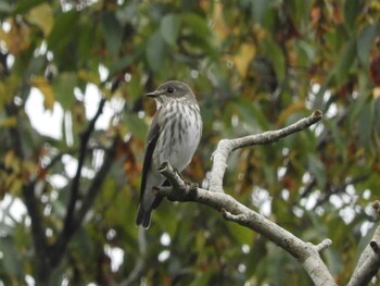 Sun, 9/12/2021 Birding report at Nara Park