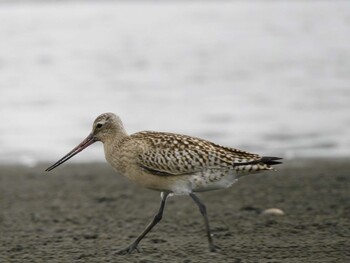 オオソリハシシギ ふなばし三番瀬海浜公園 2021年9月12日(日)