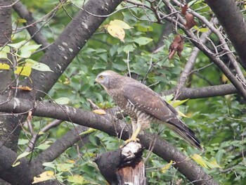 Grey-faced Buzzard Tokyo Port Wild Bird Park Sun, 9/12/2021