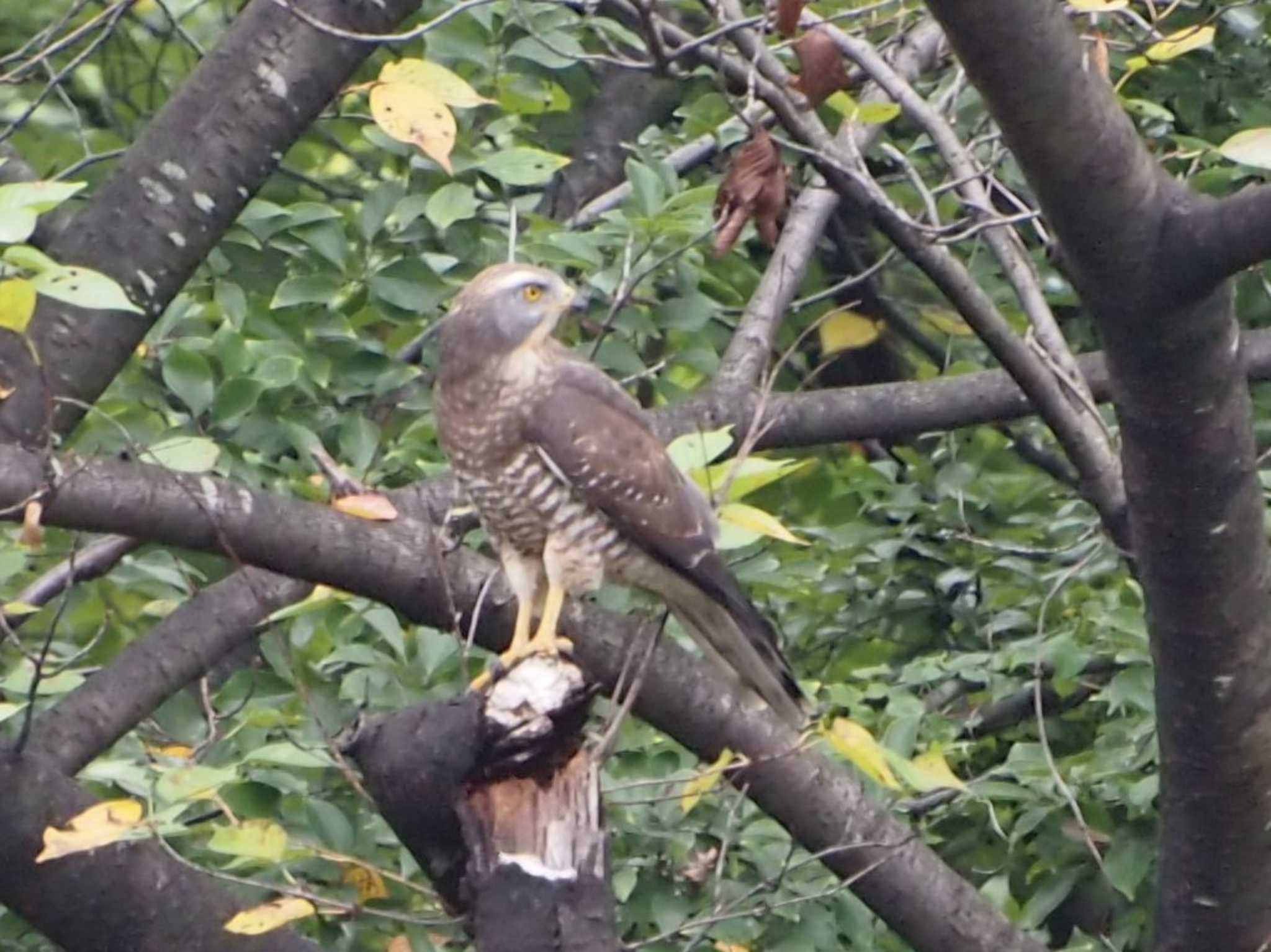 東京港野鳥公園 サシバの写真 by 塩昆布長