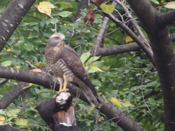 Grey-faced Buzzard Tokyo Port Wild Bird Park Sun, 9/12/2021