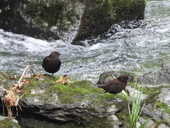 2021年9月12日(日) 広島県庄原市の野鳥観察記録