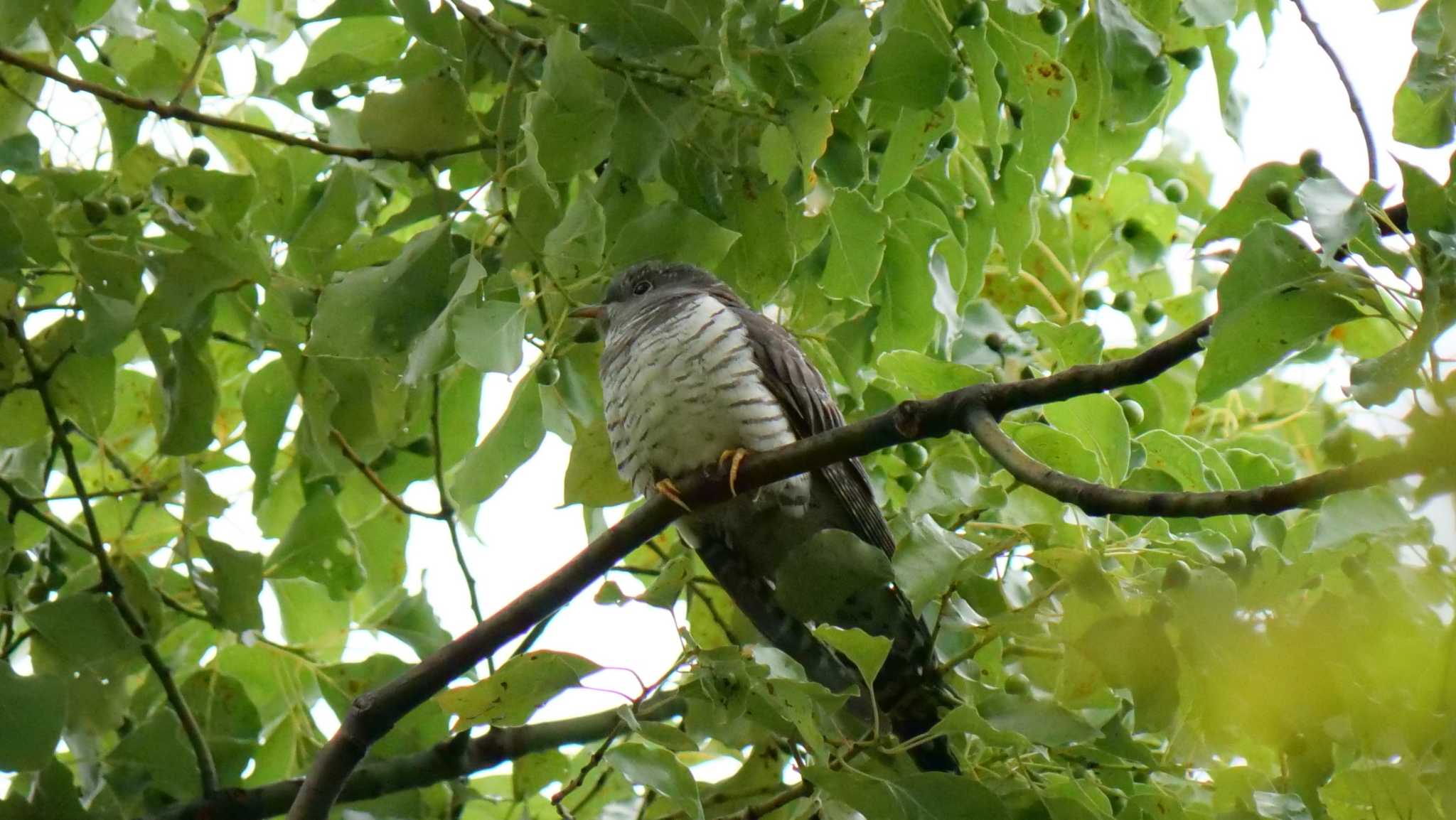 Photo of Green Pheasant at 淀川河川公園 by コゲラ