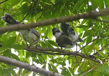 Azure-winged Magpie 猿江恩賜公園 Sun, 9/12/2021