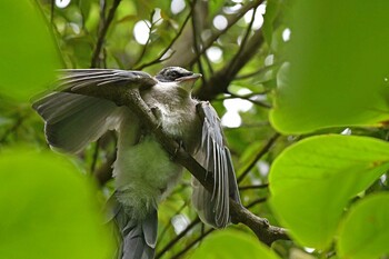 Azure-winged Magpie 猿江恩賜公園 Sun, 9/12/2021