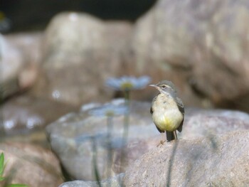 Grey Wagtail 丸沼 Sun, 8/29/2021