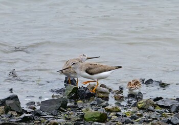 2021年9月12日(日) 藤前干潟の野鳥観察記録