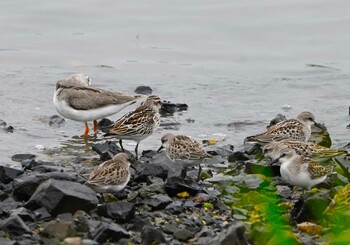 Broad-billed Sandpiper Fujimae Tidal Flat Sun, 9/12/2021