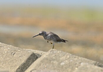 Sat, 9/11/2021 Birding report at 鈴鹿川派川河口