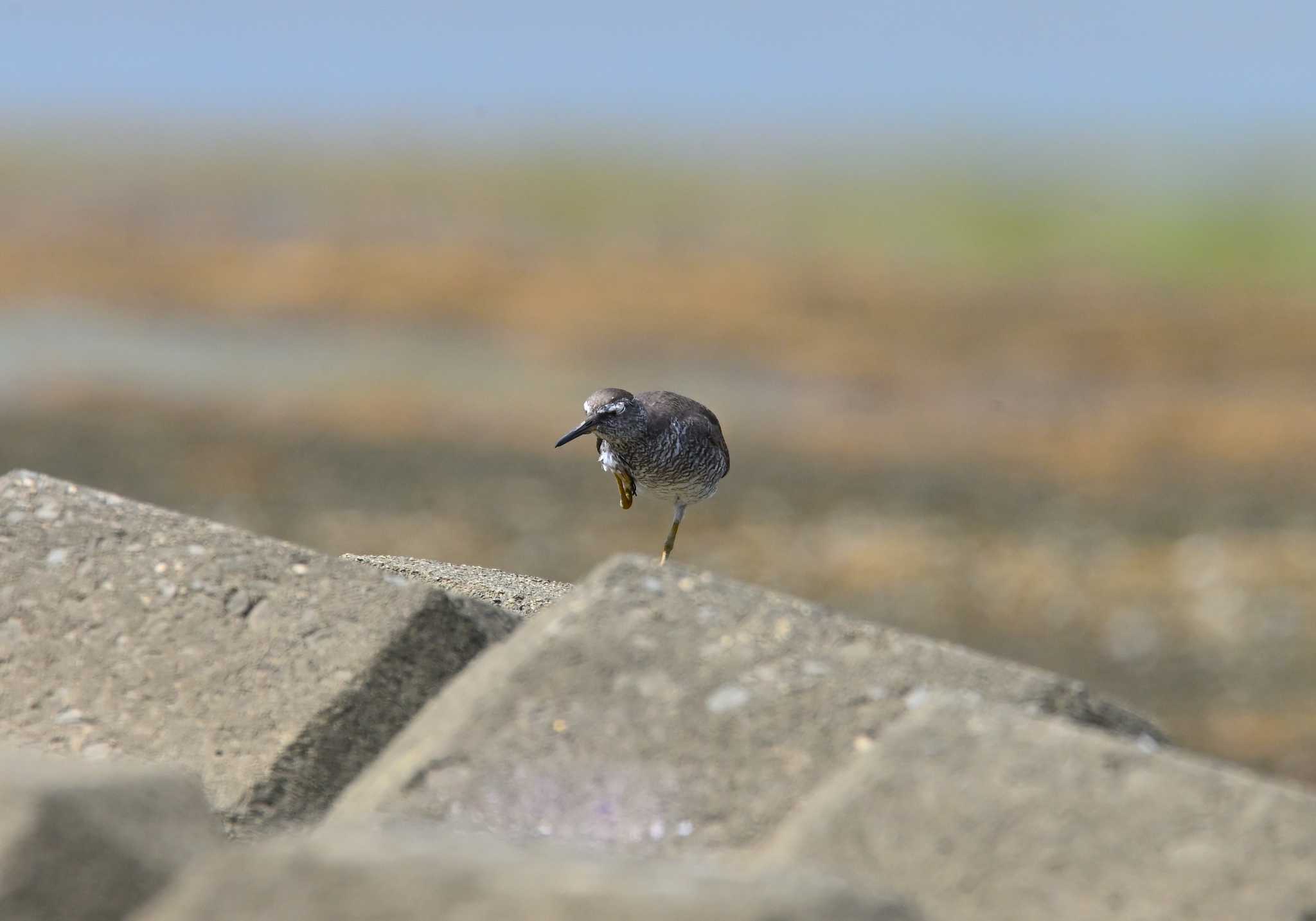 Photo of Wandering Tattler at 鈴鹿川派川河口 by Yuya OKUZAKI