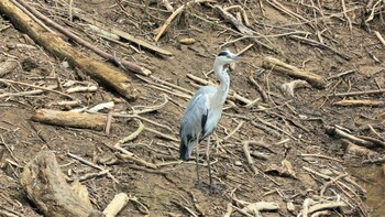 2021年9月12日(日) 早戸川林道の野鳥観察記録