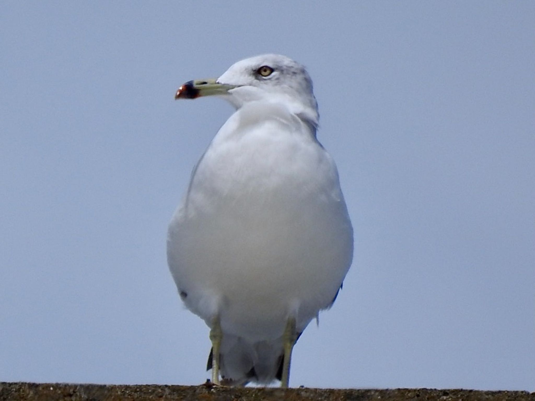 城ヶ島 ウミネコの写真 by のん