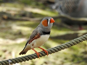 キンカチョウ キャンベル野鳥の森 2021年8月22日(日)