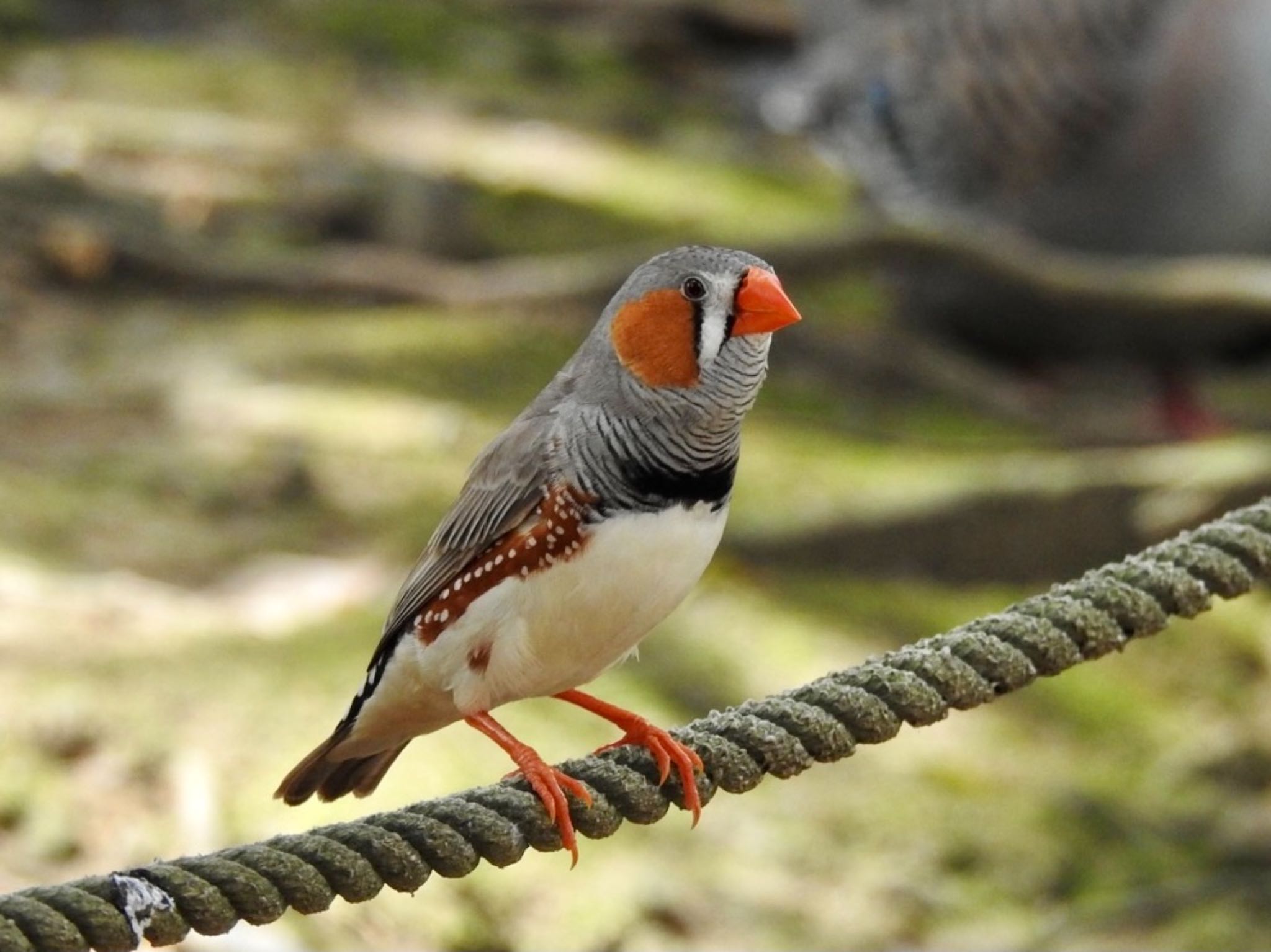 キャンベル野鳥の森 キンカチョウの写真 by のん