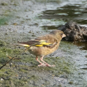 Mon, 9/13/2021 Birding report at しながわ区民公園(品川区民公園)