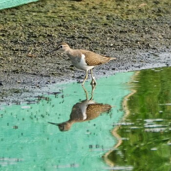 イソシギ しながわ区民公園(品川区民公園) 2021年9月13日(月)