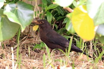 Chinese Blackbird 与那国島久部良 Thu, 3/16/2017