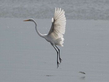 Great Egret Sambanze Tideland Tue, 9/7/2021