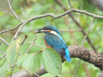 カワセミ 三渓園 2021年9月13日(月)