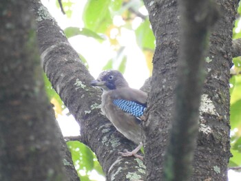 2021年9月12日(日) 四万川の野鳥観察記録