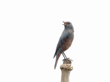 2021年9月13日(月) 葛西臨海公園の野鳥観察記録