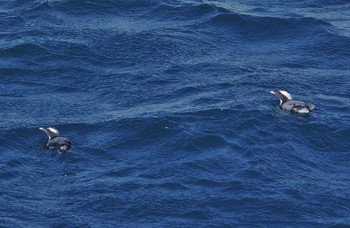 Japanese Murrelet Unknown Spots Sun, 4/16/2017