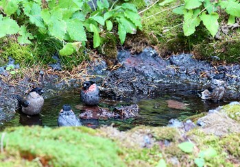 ウソ 奥庭荘(富士山) 2021年9月12日(日)