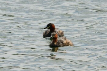 Little Grebe Osaka Nanko Bird Sanctuary Sat, 9/11/2021