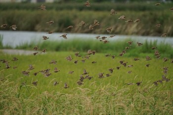 2021年9月13日(月) 松江市の野鳥観察記録