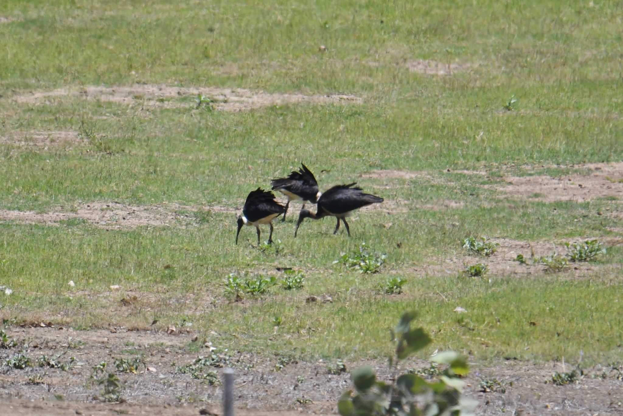 Straw-necked Ibis