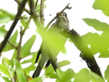 コサメビタキ 木曽川祖父江緑地 2021年9月13日(月)