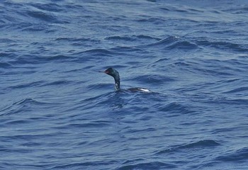 Pelagic Cormorant Unknown Spots Sun, 4/16/2017