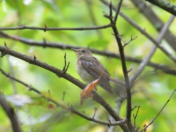 Narcissus Flycatcher 野辺山 Thu, 8/12/2021